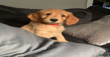 Goldendoodle dogs - Advert 8