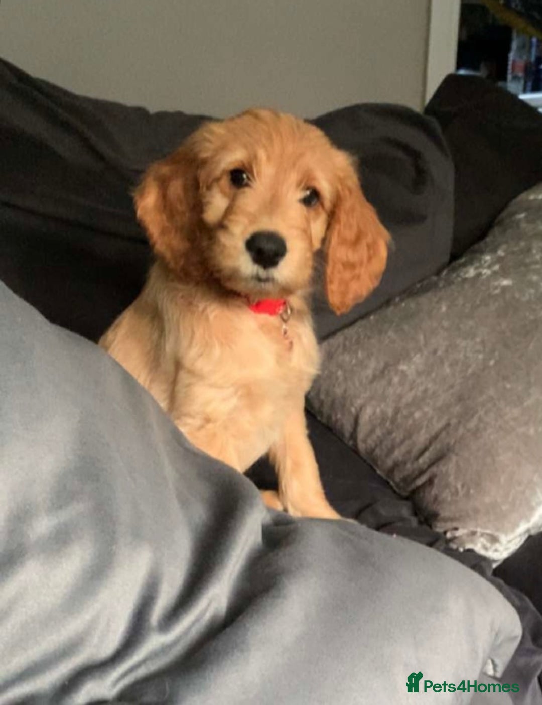 Goldendoodle dogs for sale: ⭐️ F1 Outstanding Golden Doodles ⭐️ - Image 5