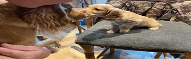 Cocker Spaniel 5