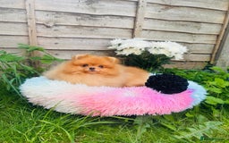 Pomeranian dogs for sale: White and Orange Pomeranian Boys - Image 16