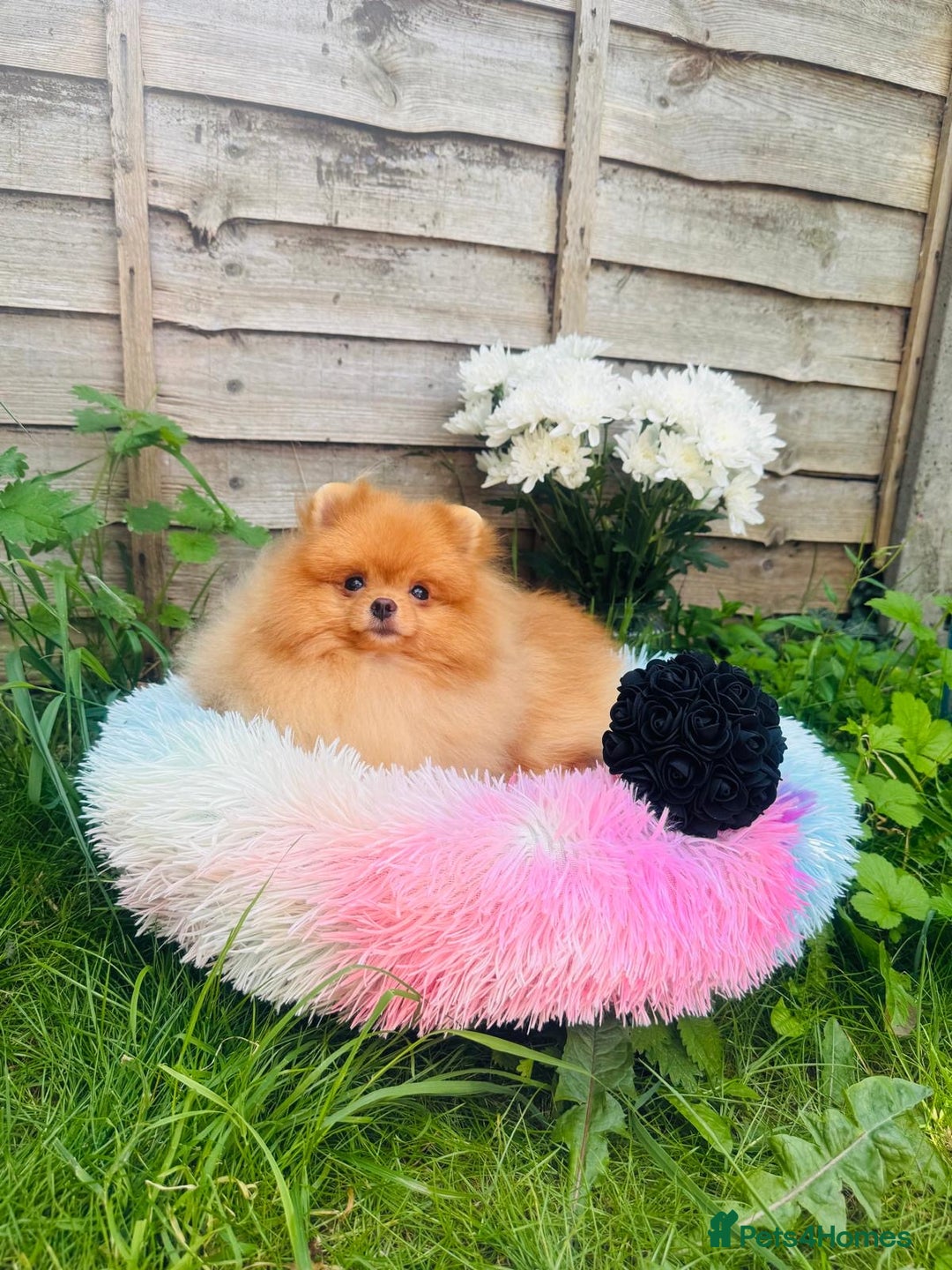 Pomeranian dogs for sale: White and Orange Pomeranian Boys - Image 16