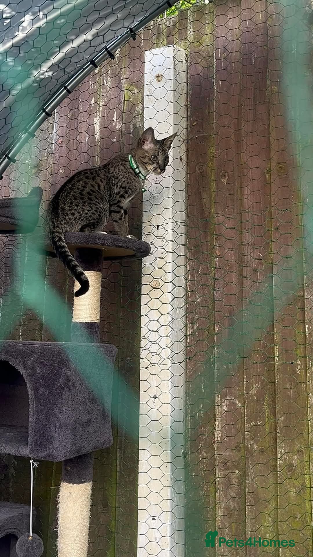 Savannah cats for sale: F6 SAVANNAH X MAINE COON WAITING LIST - Image 3