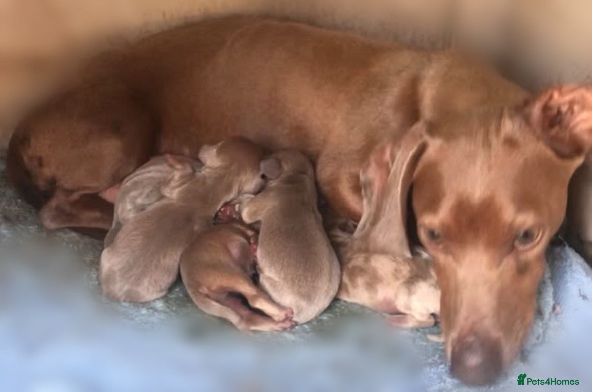 Dachshund dogs 🐾 LILAC DAPPLE DACHSHUND PUPPIES 🐾 - Advert 2