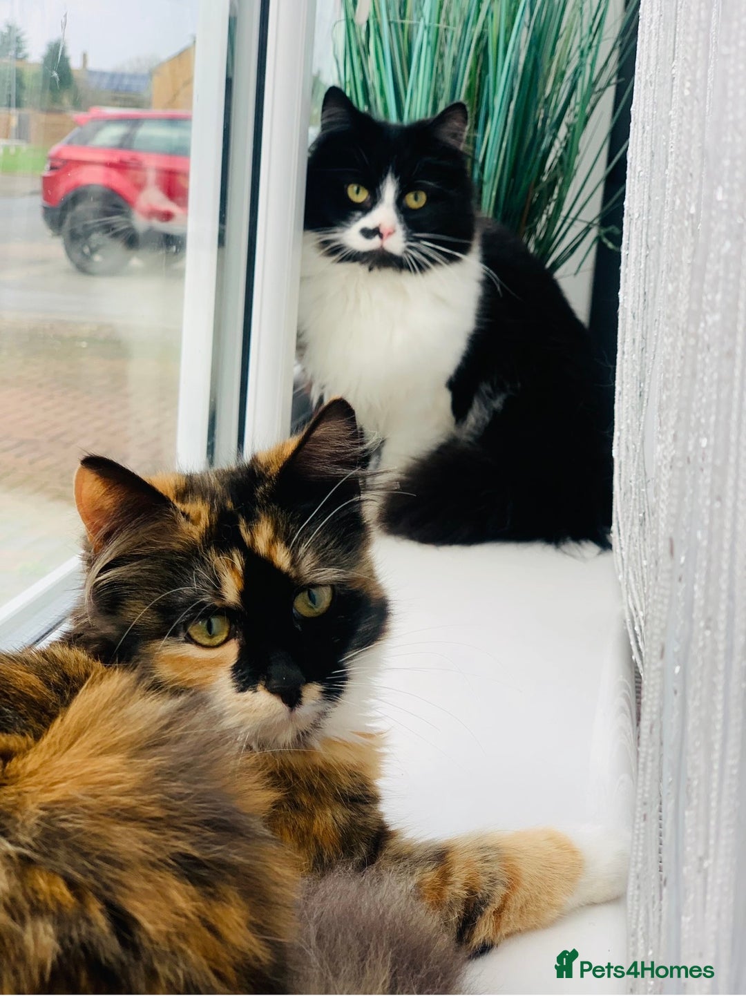Mixed Breed cats for sale: Calico British Kittens – Home Raised – £350 Each - Advert 1
