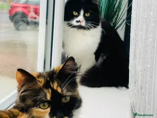 Mixed Breed cats Calico British Kittens – Home Raised – £350 Each - Advert 9