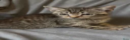 Mixed Breed cats for sale: 3 Tabby Kittens looking for homes🐾 - Advert 9