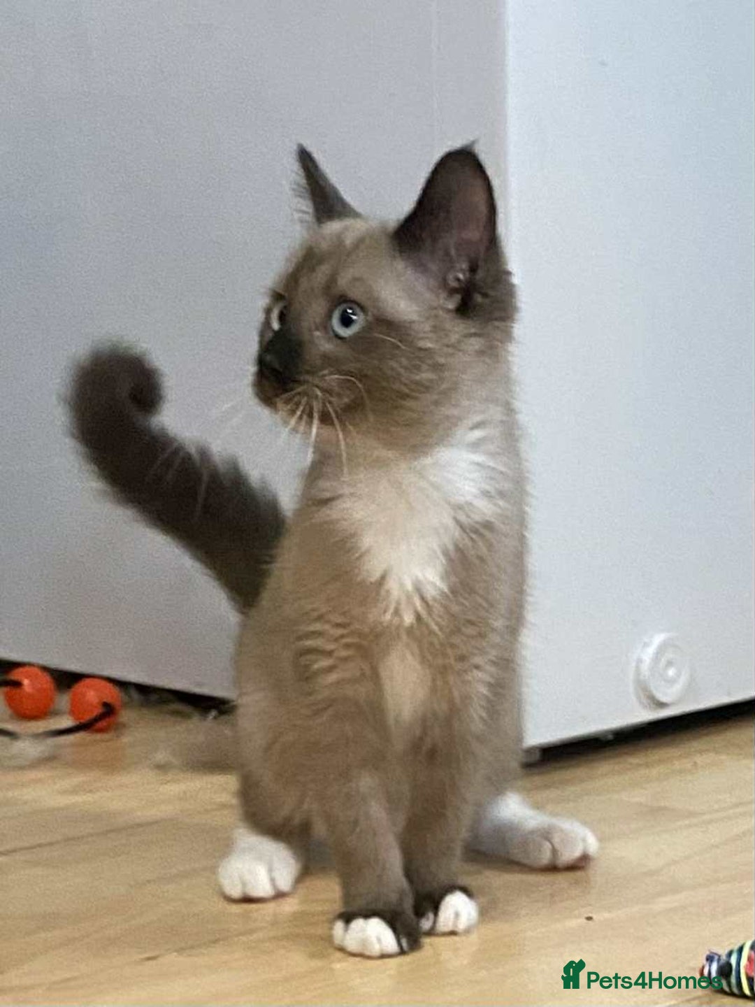 Munchkin cats for sale: Non standard munchkin kitten available now - Image 5