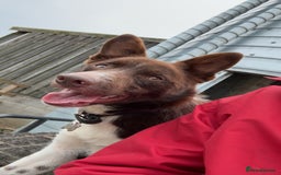 Border Collie dogs for sale: 11 month old puppy called Kip  - Image 6
