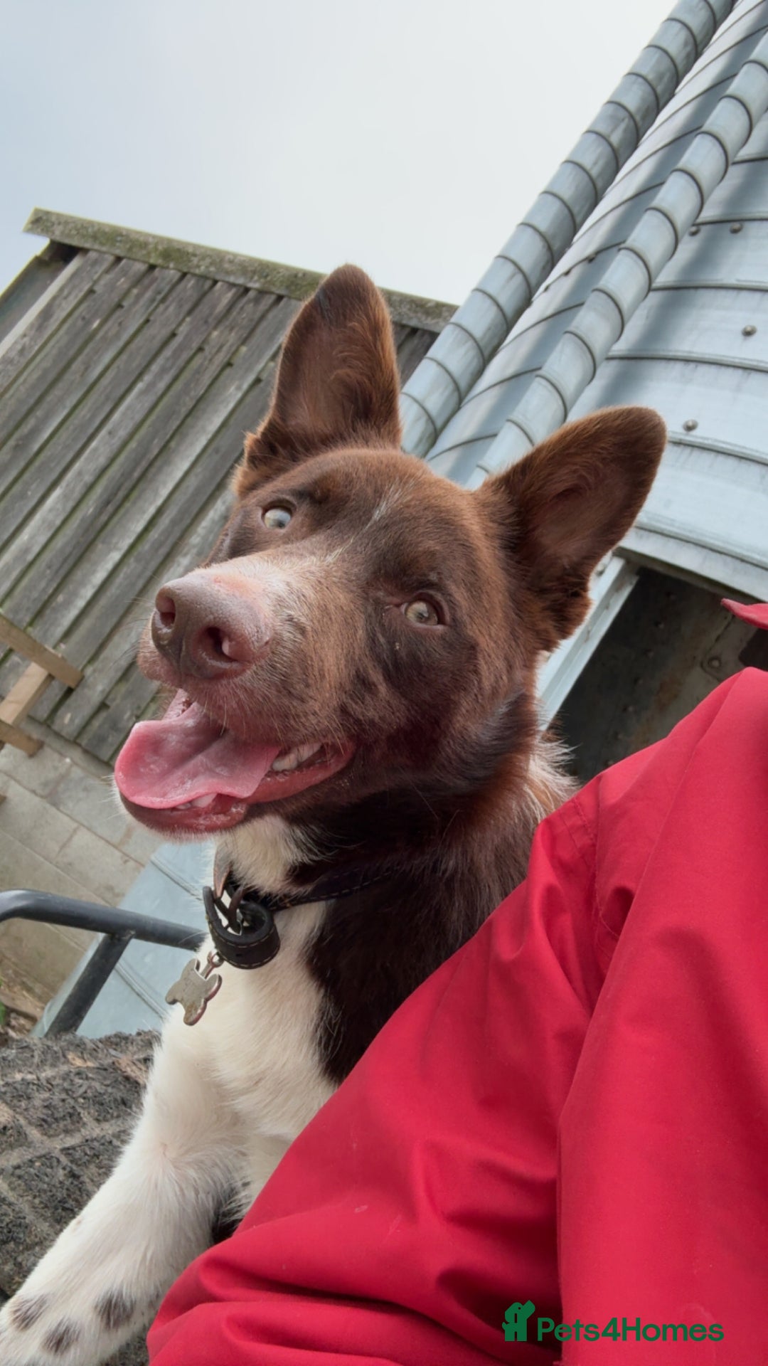 Border Collie dogs for sale: 11 month old puppy called Kip  - Image 6