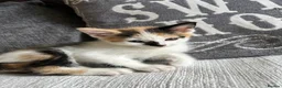 Mixed Breed cats for sale: Beautiful Kittens - Advert 13