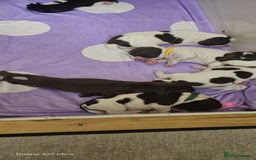 Sprocker dogs for sale: Adorable Sprocker Puppies  - Image 19