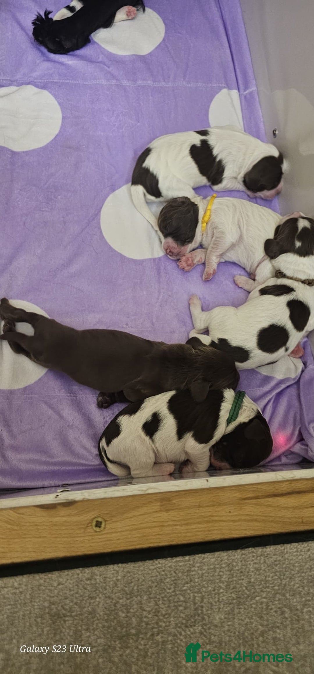 Sprocker dogs for sale: Adorable Sprocker Puppies  - Image 19