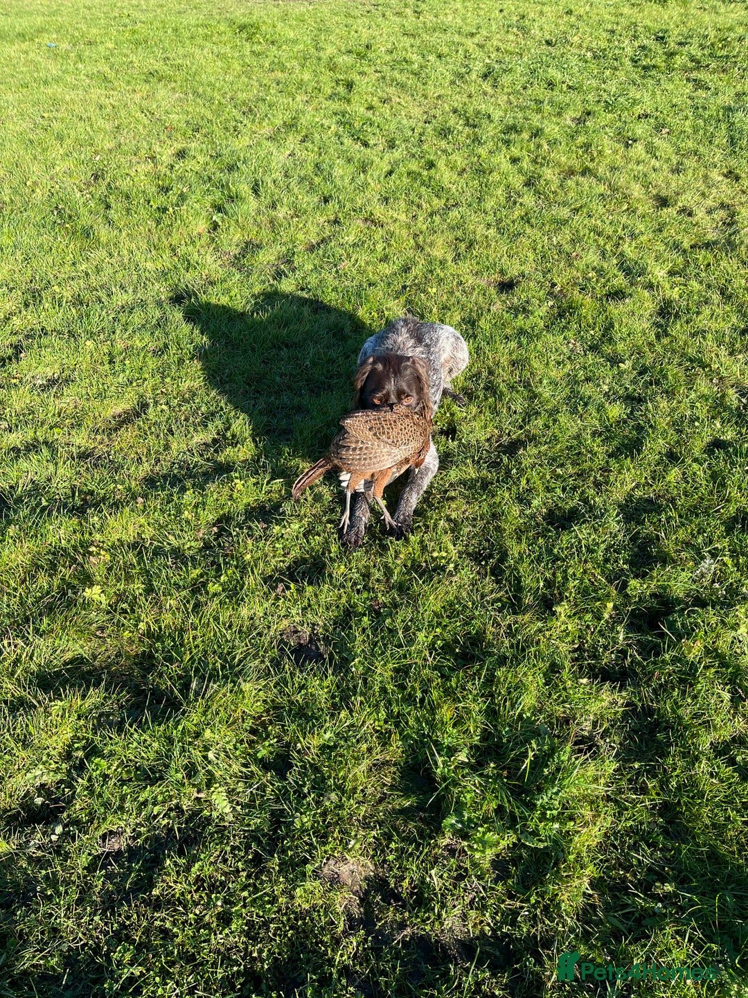 German Wirehaired Pointer dogs for sale: German wired haired stunning pointer pups  in Preston - Image 21