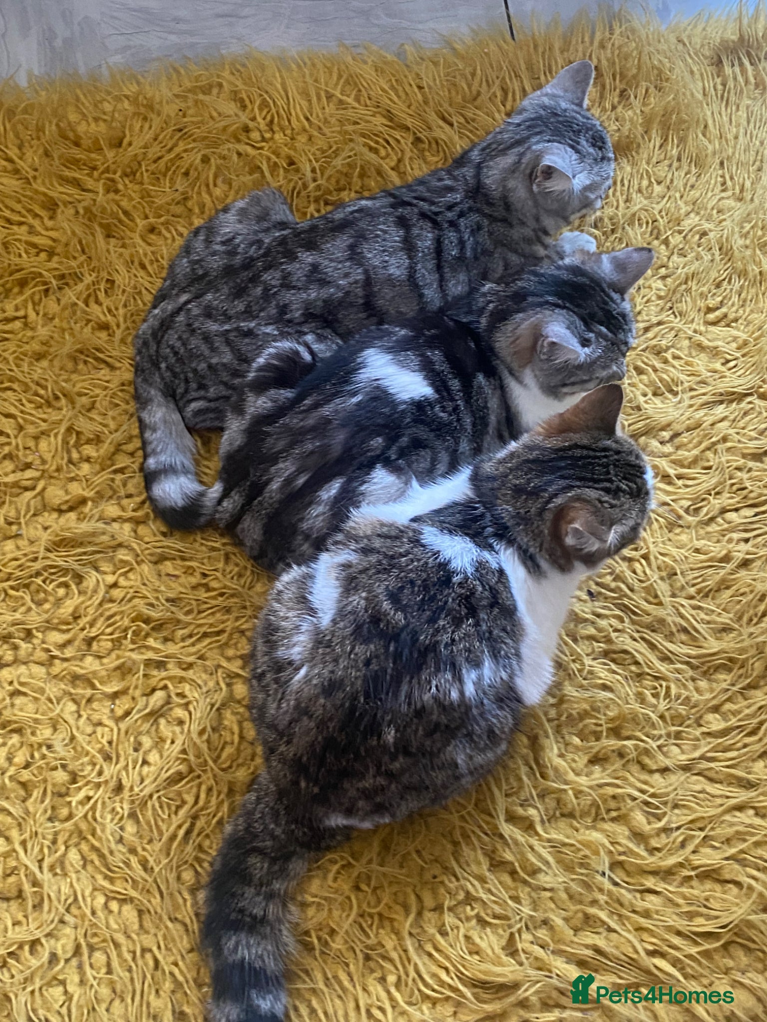 Mixed Breed cats 3 cats all sisters for sale - Advert 1