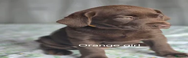Labrador Retriever 7