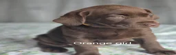 Labrador Retriever dogs for sale: For sale  - Advert 5