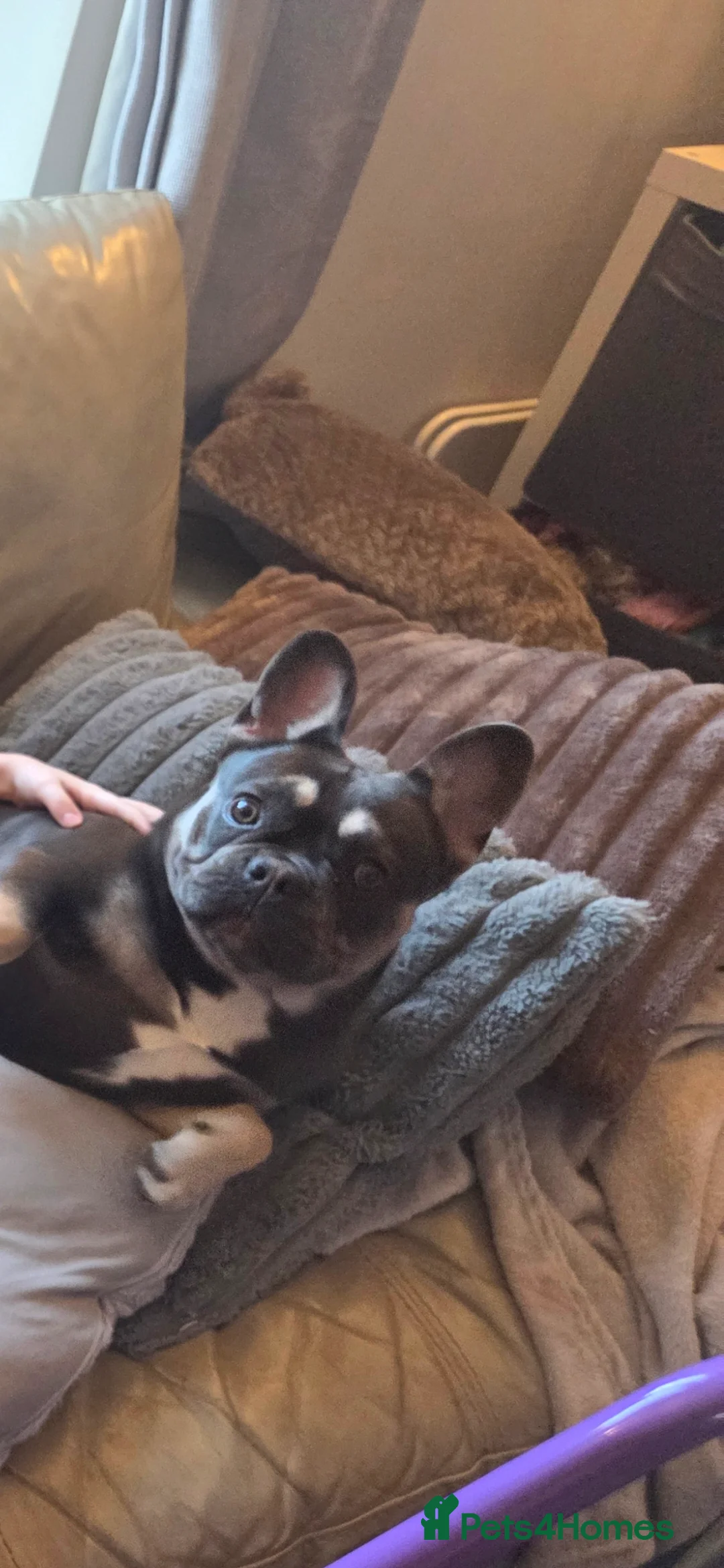 French Bulldog dogs for sale: 2 beautiful female french bulldog pups lilac blue - Advert 2