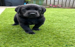 Labrador Retriever dogs for sale: WORMAGS KC REGISTERED LAST LABRADOR PUPPY - Image 8