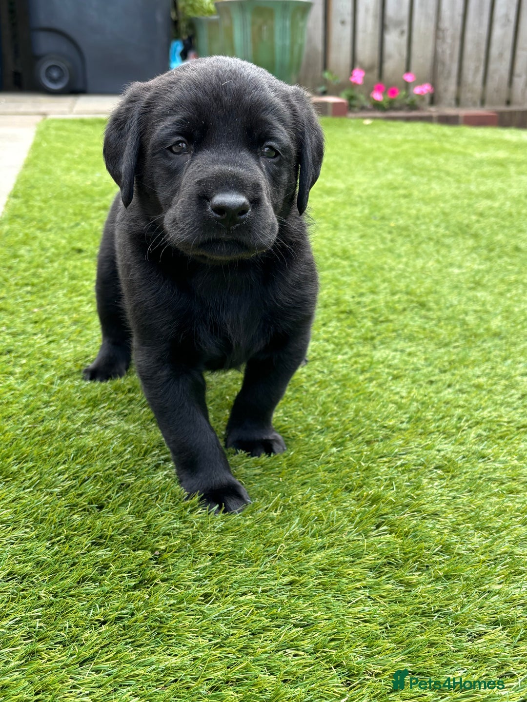 Labrador Retriever dogs for sale: WORMAGS KC REGISTERED LAST LABRADOR PUPPY - Image 8