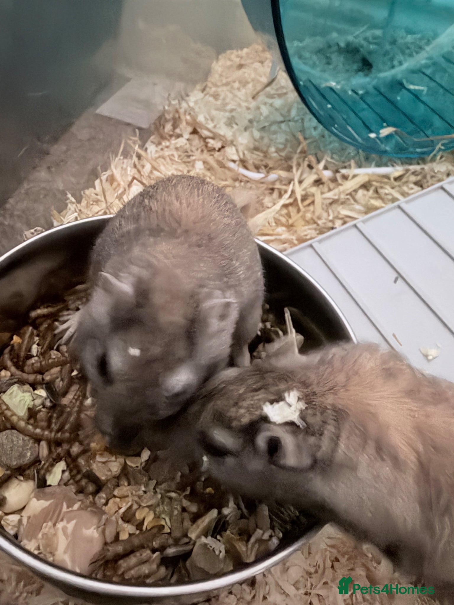 Gerbil rodents for sale: Two female gerbils. in Liversedge - Advert 7