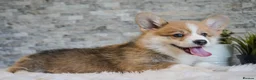 Welsh Corgi Pembroke dogs for sale: Welsh Corgi (Pembroke) - Advert 7