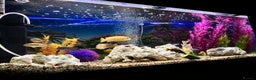 Cichlids fish for sale: Malawi cichlids  - Advert 8