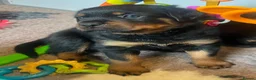 Rottweiler dogs for sale: Health tested Rottweiler puppy’s for sale  - Advert 27