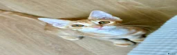 Arabian Mau cats for adoption: Two Male Rescue Kittens for Adoption Together in Carshalton - Advert 6