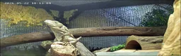 Iguana reptiles for sale: Guatamalan spiny tailed iguana  in Southport - Advert 3