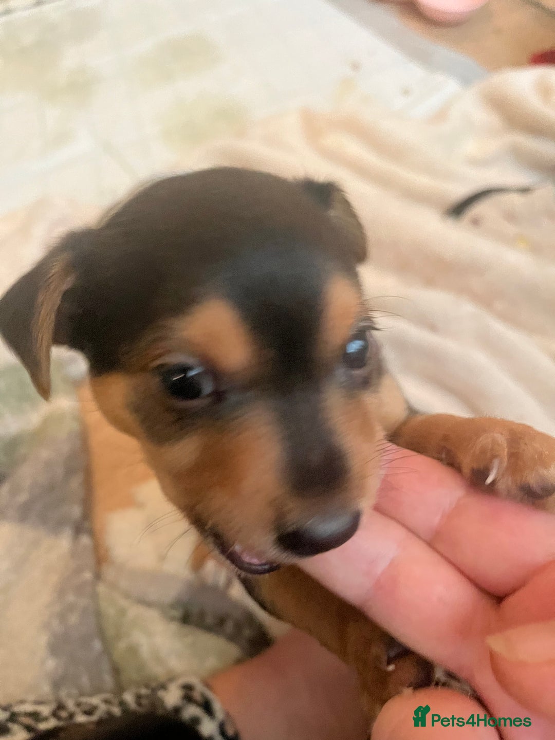 Mixed Breed dogs for sale: Jackawawa puppies 🐾💙1 boy left 💙🐾 - Image 22