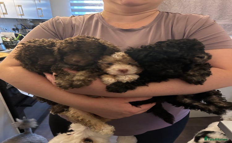 Toy Poodle dogs - Advert 2