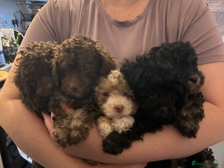 Toy Poodle dogs - Advert 35