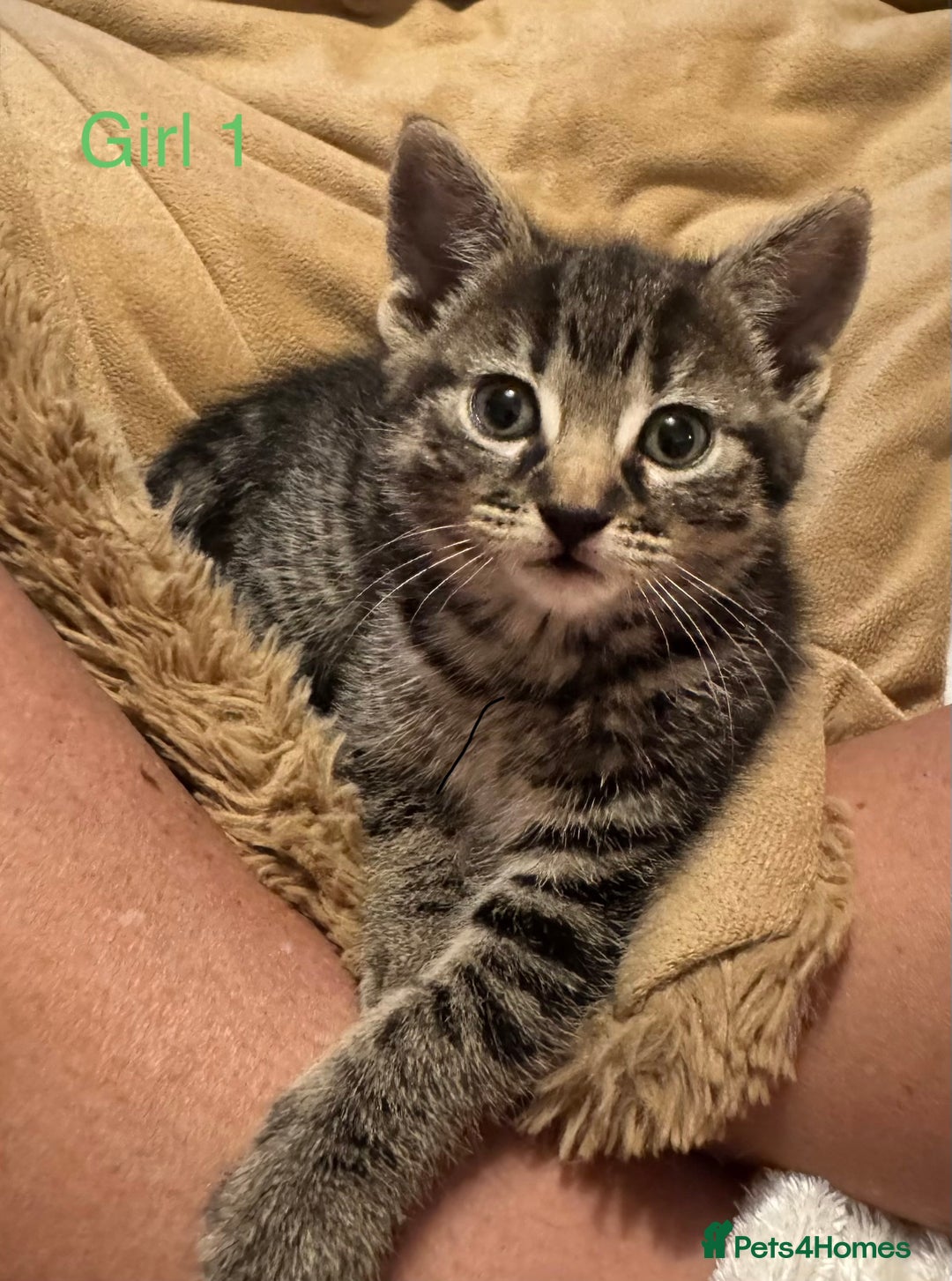 Mixed Breed cats for sale: Gorgeous Kittens ready to go in 2 weeks - Advert 3