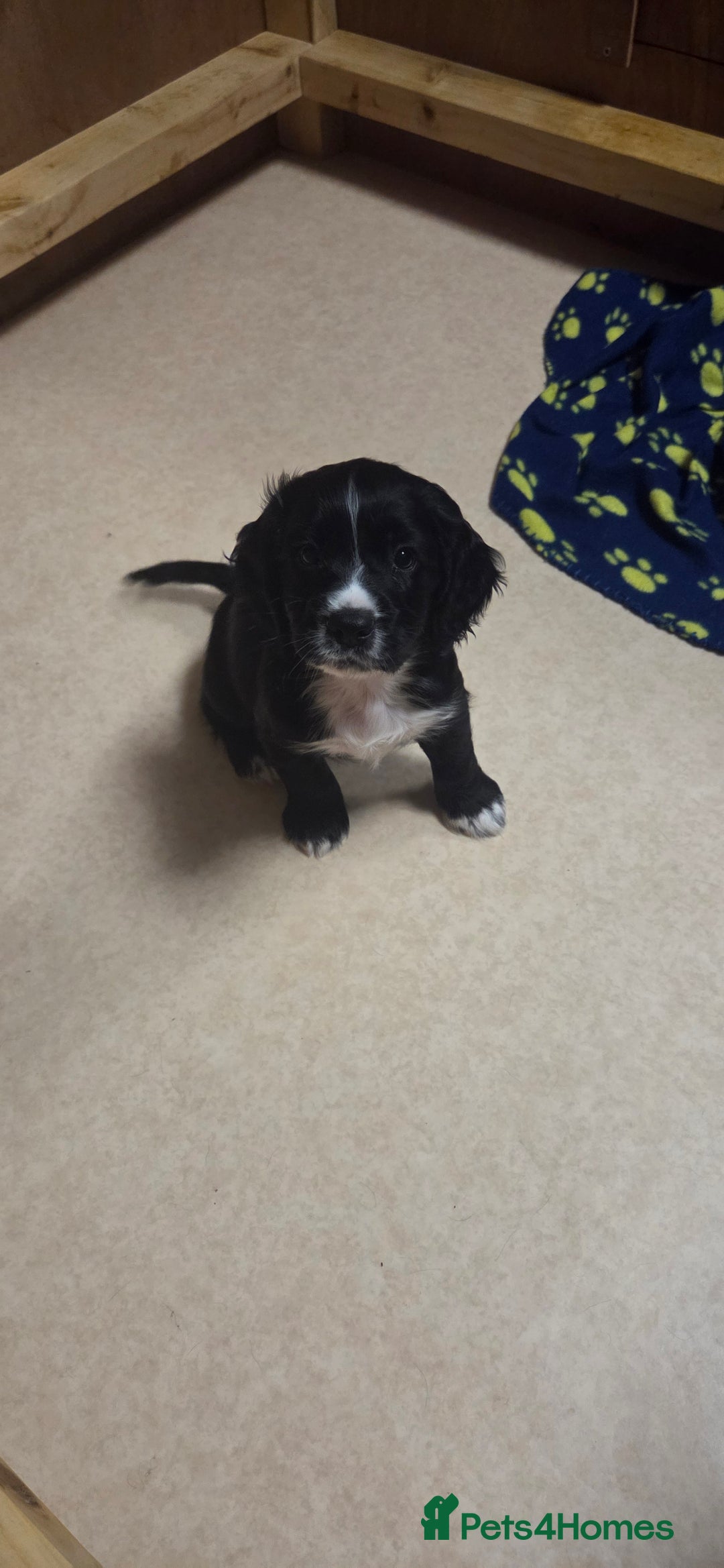 Cocker Spaniel dogs for sale: KC Registered Working Cocker Spaniels - Image 6