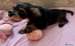 Schnoodle dogs for sale: 🐾🐶Stunning Schnoodles🐶🐾 - Image 11
