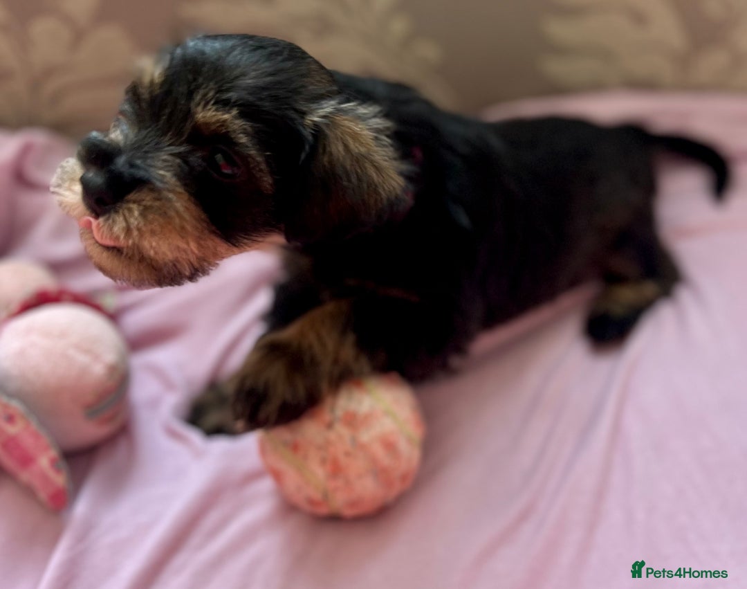 Schnoodle dogs for sale: 🐾🐶Stunning Schnoodles🐶🐾 - Image 11