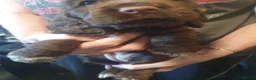 Cocker Spaniel dogs for sale: Gorgeous KC Health Tested Show Pups - Advert 28