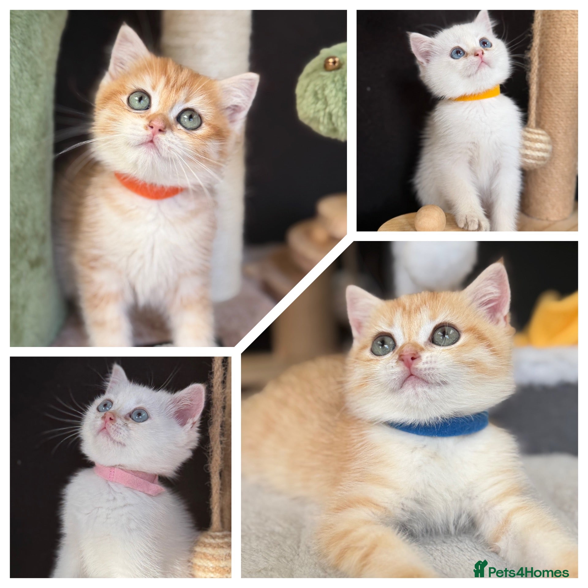 British Shorthair cats Beautiful British Sh golden kittens TICA - Advert 8