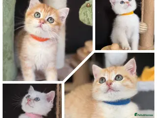 British Shorthair cats Beautiful British Sh golden kittens TICA - Advert 3