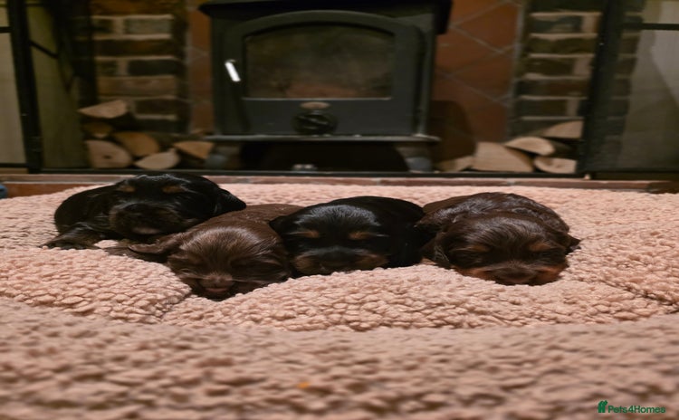 Cocker Spaniel dogs - Advert 11