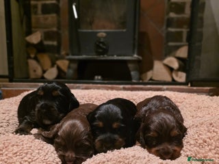 Cocker Spaniel dogs Outstanding Working Cockers 1 Chocolate Boy Left - Advert 13