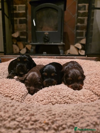 Cocker Spaniel dogs - Advert 11