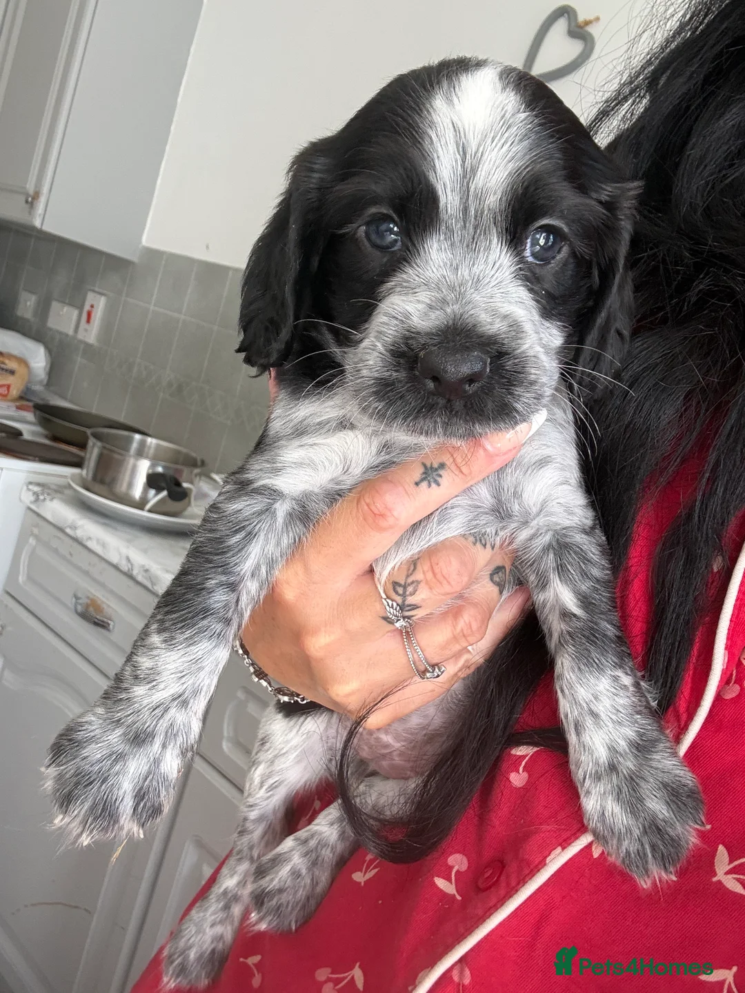 English Springer Spaniel dogs for sale: Springer spaniel puppies - Advert 2