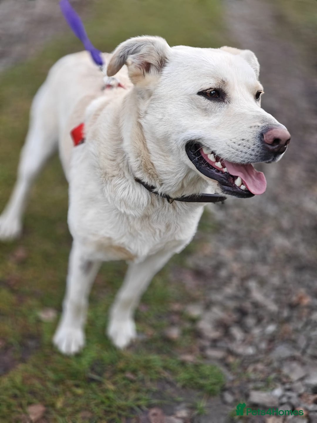Mixed Breed dogs for adoption: 💙🐶 LUKA 🐶💙 - Advert 5