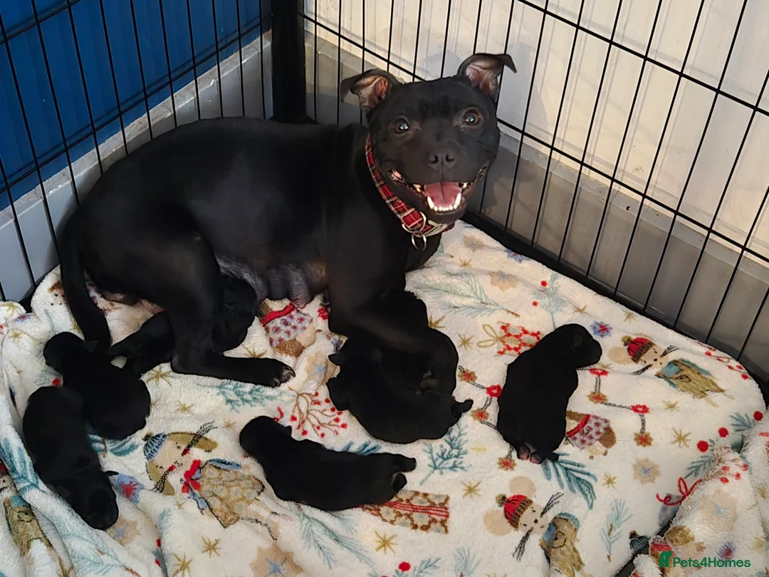 Staffordshire Bull Terrier dogs for sale: Black kc registered staffys - Advert 10