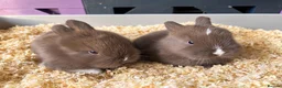 Mini Lion Lop rabbits for sale: 🐰ADORABLE LION LOP BUNNIES🐰 - Advert 4