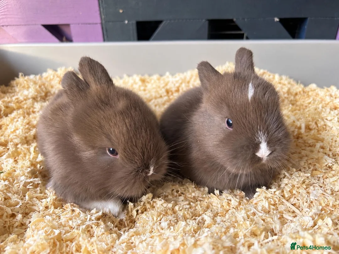 Mini Lion Lop rabbits for sale: 🐰ADORABLE LION LOP BUNNIES🐰 - Advert 4