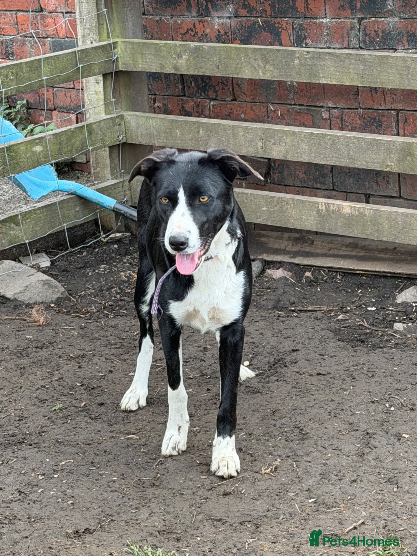 Border Collie dogs Pup ready to go  - Advert 3