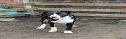 Border Collie dogs for sale: Pup ready to go  in Clitheroe - Advert 1