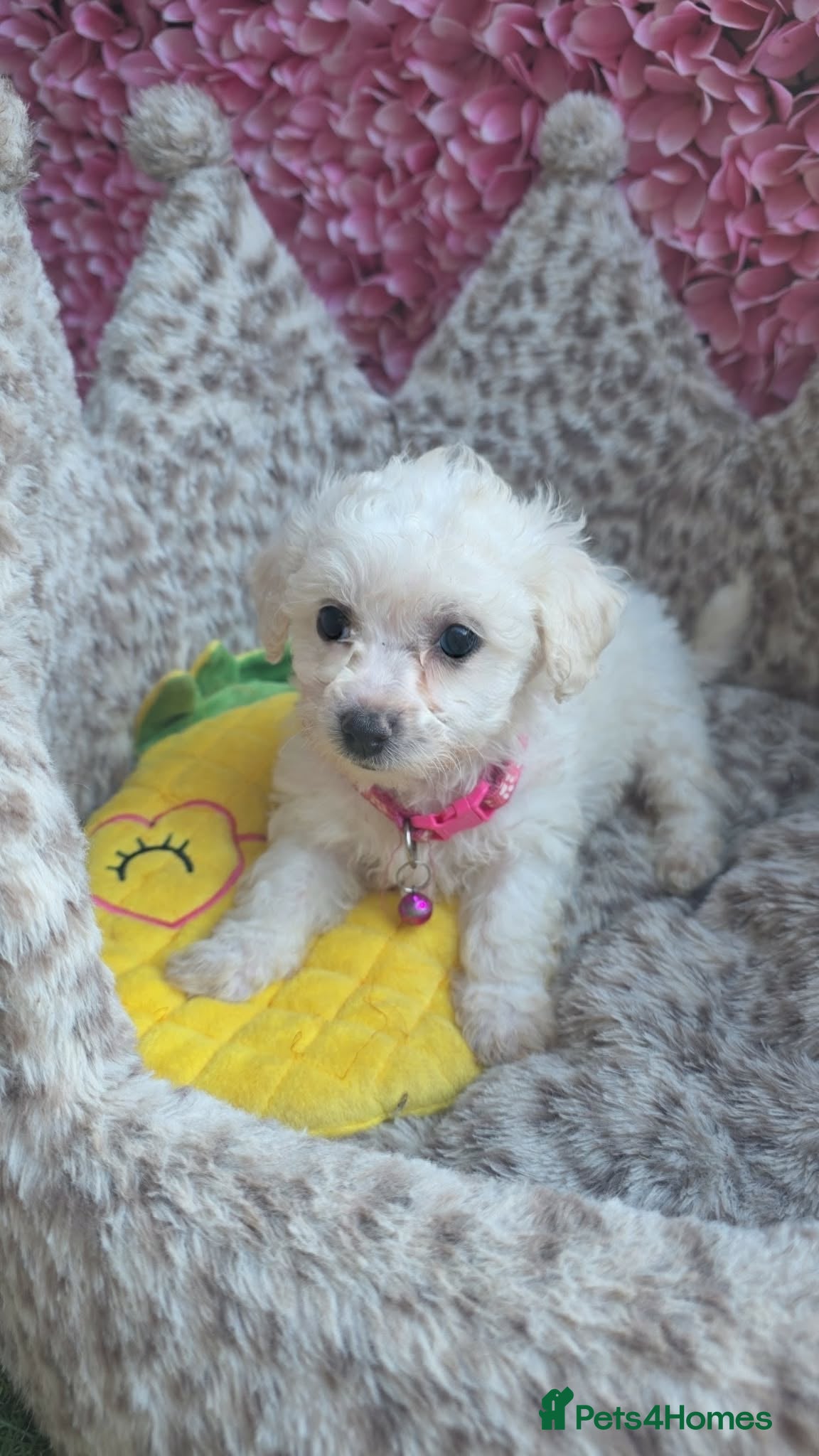 Bichon Frise dogs Bichon Frisé  - Advert 2